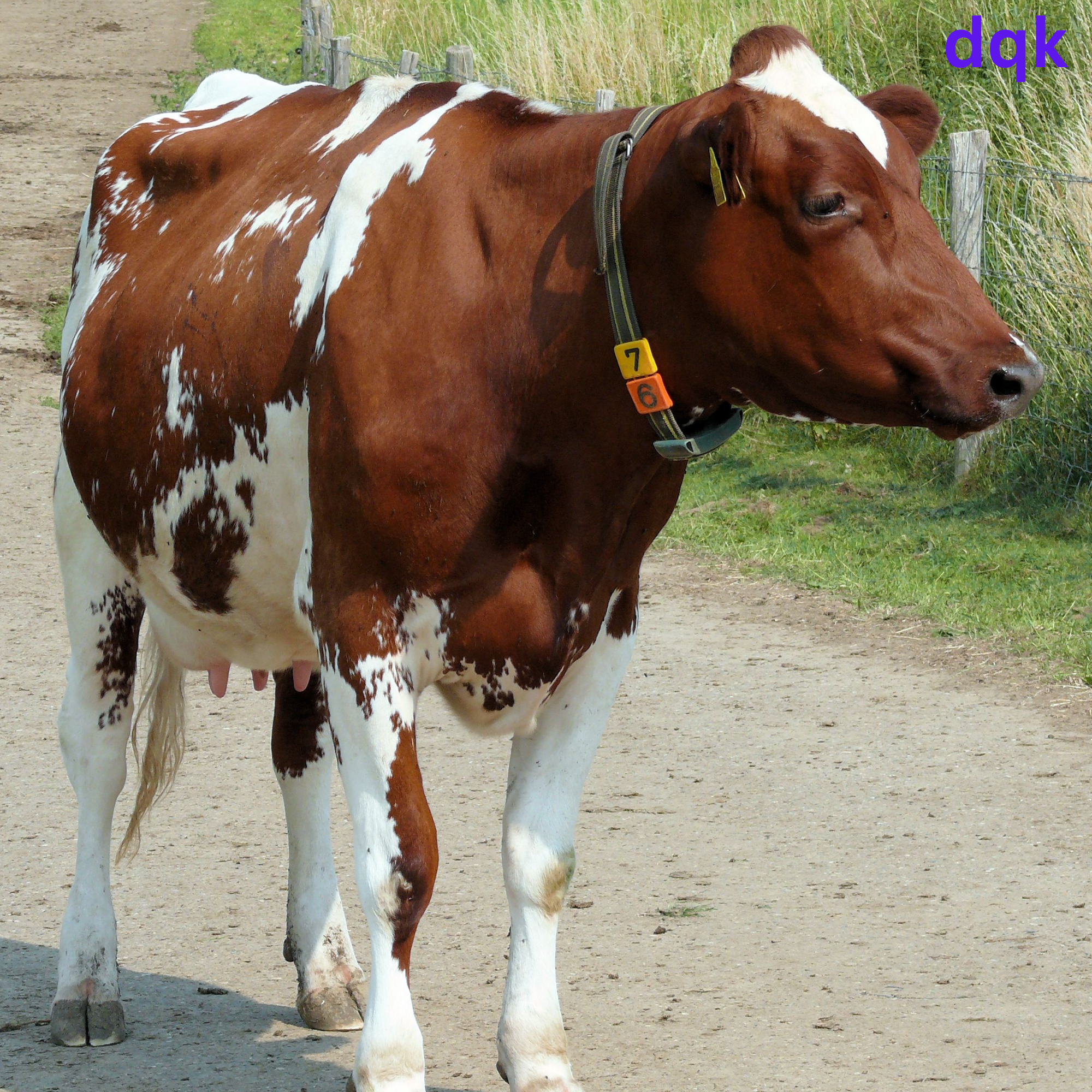 Qurban livestock sacrifice and distribution